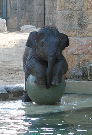  Elefántok a Budapesti Állatkertben