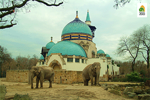  Elefántok a Budapesti Állatkertben