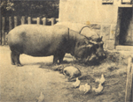 Történetek a Budapesti Állatkertből