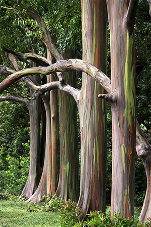 Az eukaliptusz fák különleges világa