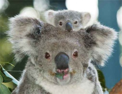Helló, koalák!